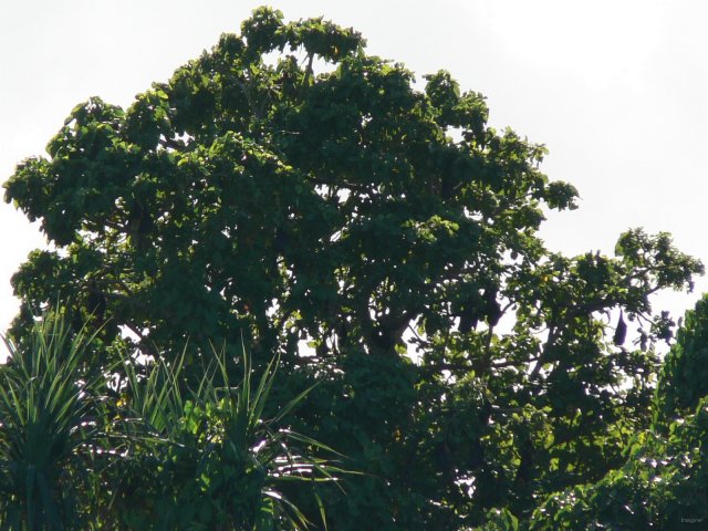 155- Un arbre a roussettes- on en a compte presque une douzaine 